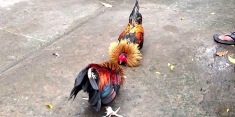 Các trận đấu đá gà Thomo được diễn ra như thế nào?